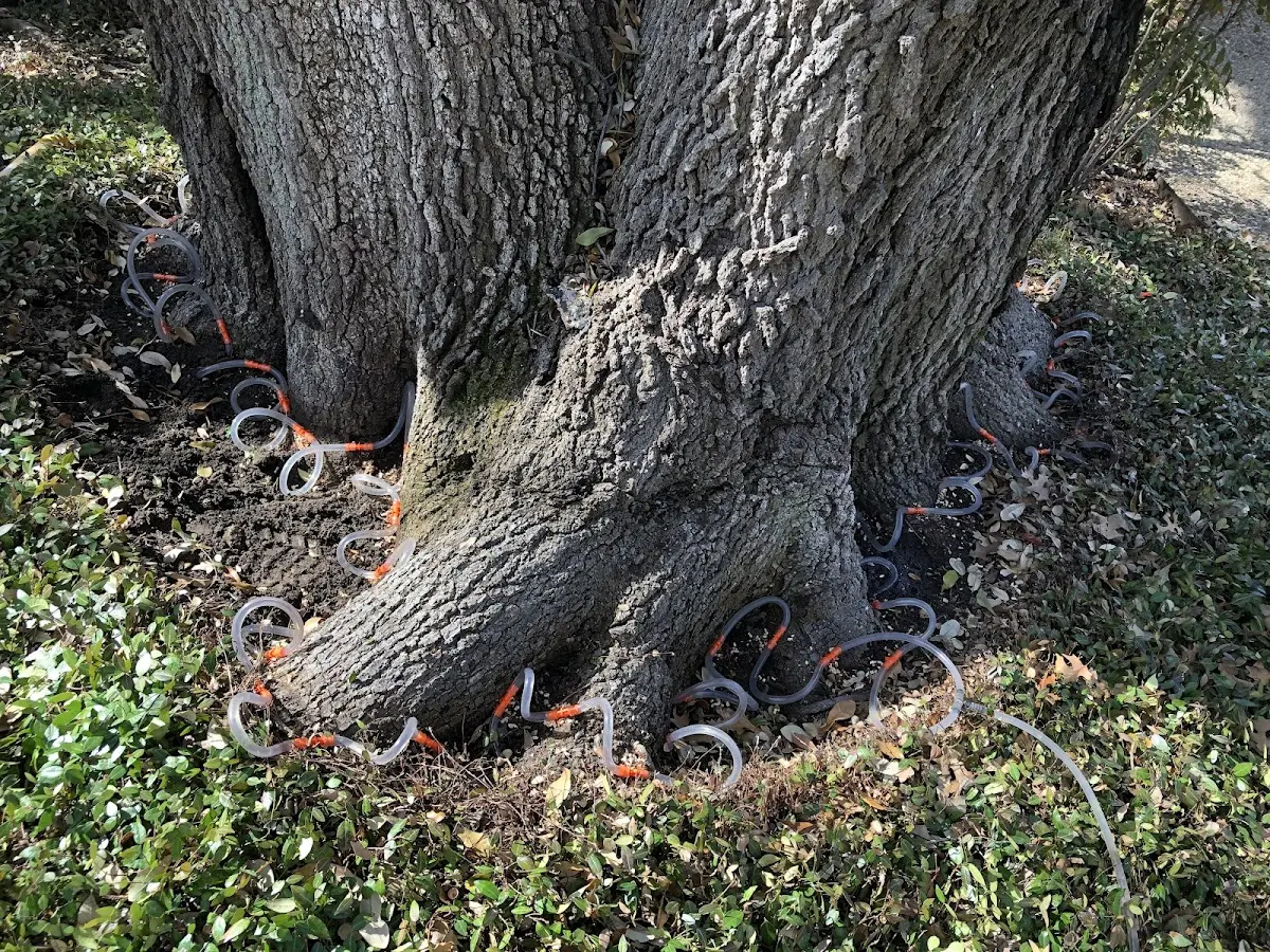 Detailed Tree Cabling and Bracing job site in Silverdale